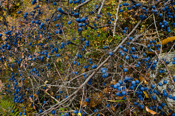 Sloes. Millions of sloes.