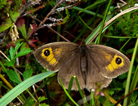 Dusky Meadow Brown (male)
