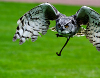 Owl in flight.