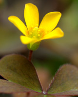 Possibly Yellow Oxalis.