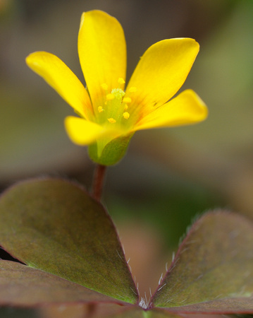 Possibly Yellow Oxalis.