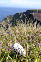 Guillemotte's egg on Rathlin cliffs