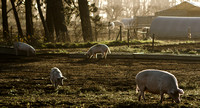 Organic pig farm