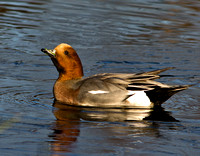 Not a pigeon, its a ?..... Wigeon