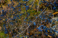 Sloes. Millions of sloes.